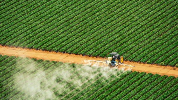 Best Termite Control Services  in Tullahoma, TN
