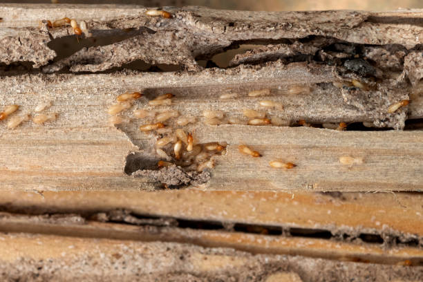 Best Commercial Pest Control Services  in Tullahoma, TN